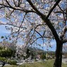 くじゅうの入り口、三愛レストハウスの桜・その弐