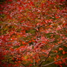 魁紅葉