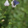 花と蝶