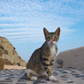 エーゲ海猫44