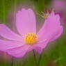 発光する花