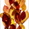 紅葉した桜の葉