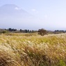 富士山とススキ