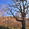 晩秋　薬師岳登山口　折立　太郎坂