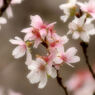 秋桜