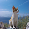エーゲ海猫50