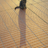 公園猫33
