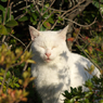 公園猫34