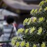 菊,弥彦神社