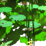 積層-60／Lotus and water lily