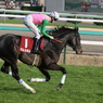 2011年中山記念 マルカボルト