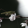 うまうま桜