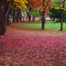 紅葉の絨毯
