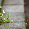 アスファルトに咲く花