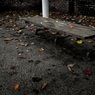 After the autumn rain