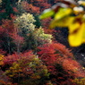 深山