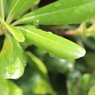 雨上がり