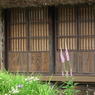 縁側の捩花