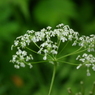 DSCF0113