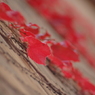 autumn red・・・