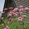 花と消火栓小屋