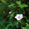 なにかの花(笑)