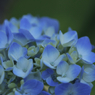 Blue No.013