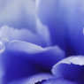 Blue No.014