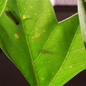 Green_007