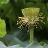 Green_005