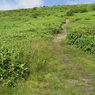 Green_002