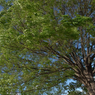 Green_001