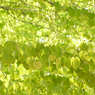 Green_013
