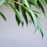 Green_011