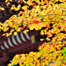 京都　三尾巡り　高雄山神護寺Ⅵ