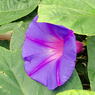 color2