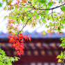 京都　三尾巡り　高雄山神護寺Ⅶ