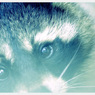 Animals。