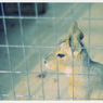Animals。