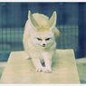 Animals。