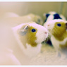 Animals。