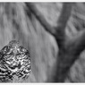 Animals。
