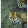 Animals。