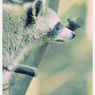 Animals。