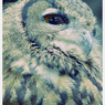 Animals。