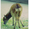 Animals。