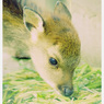 Animals。