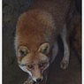 Animals。
