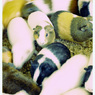 Animals。
