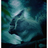 Animals。